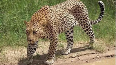 Man fights off leopard, saves son, 4