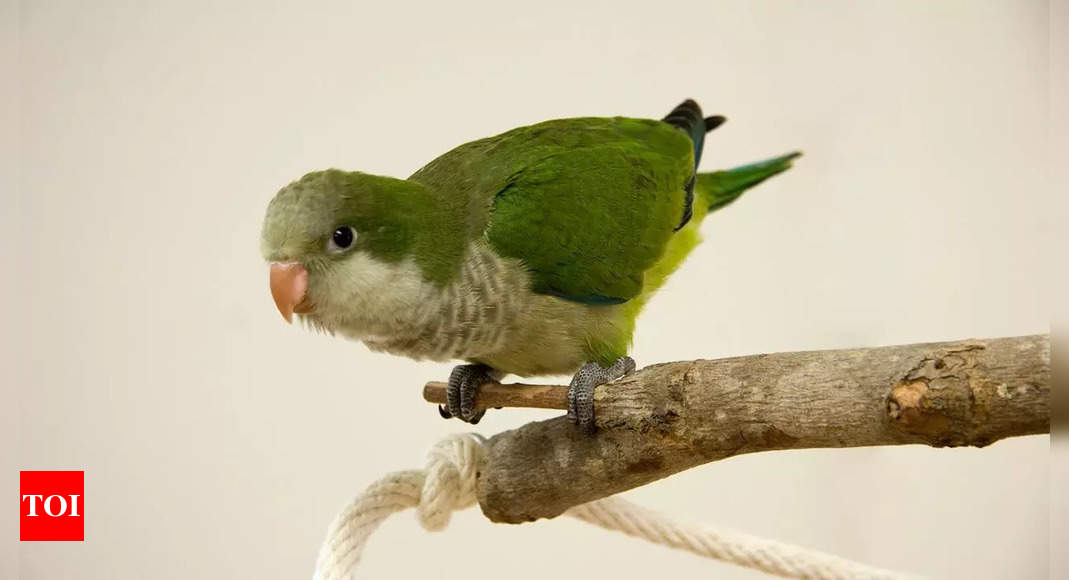 How did a pet parrot save a toddler's life