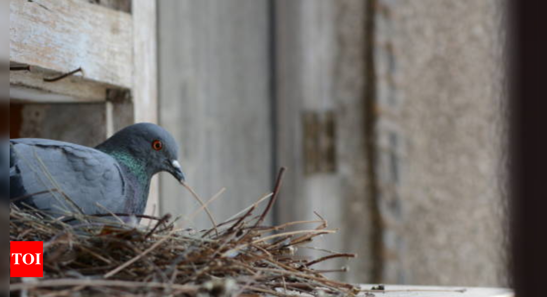 The soaring threat: How rising pigeon populations are impacting urban health