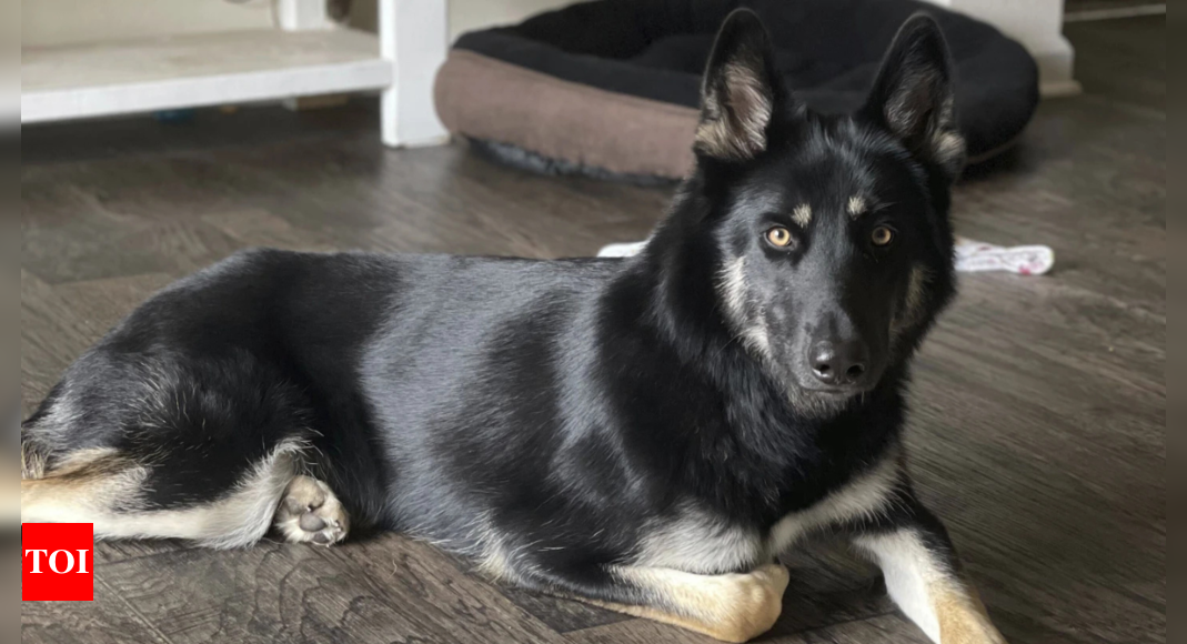 Watch: Missing dog returns home in time for Christmas, rings doorbell