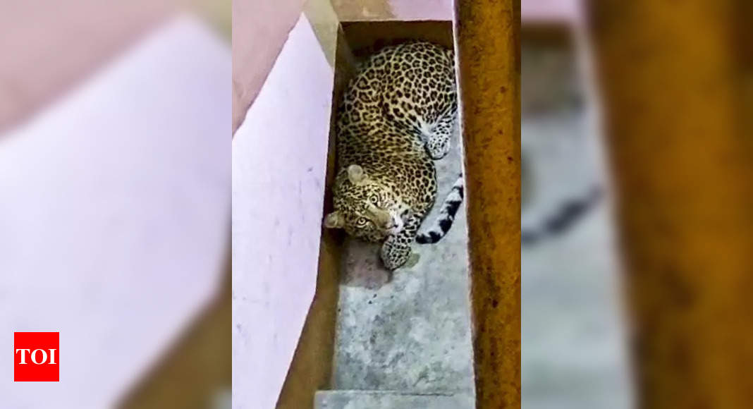 Leopard sparks panic in city, sedated after 7 hrs