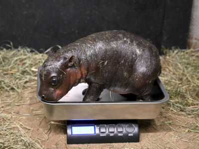  Meet the Baby Pygmy hippo born in Virginia just before Christmas