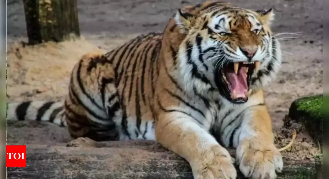 Skewed sex ratio sparks tiger fights in Ranthambore