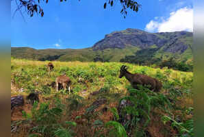 8 reasons why Eravikulam National Park in Kerala is perfect for eco-conscious travelers