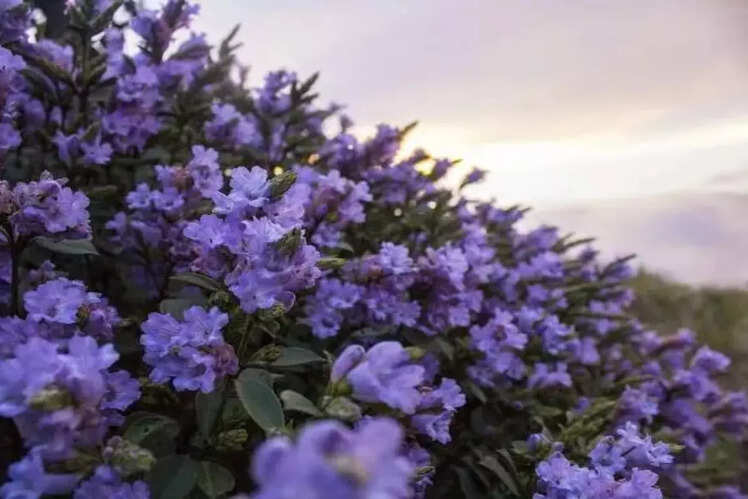 Neelakurinji Flowers