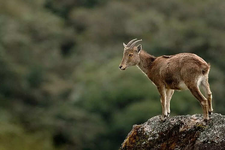 Endangered Nilgiri Tahr