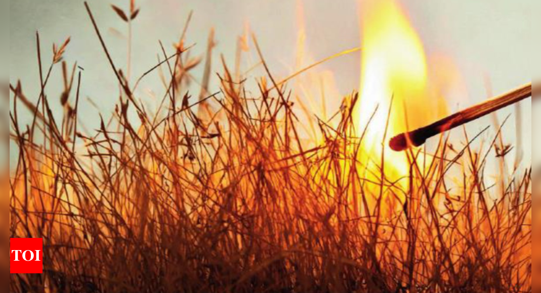 Punjab’s environmental woes: Burning fields, toxic air & water