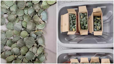 Over 2,400 live turtles seized at Trichy International Airport, investigations underway