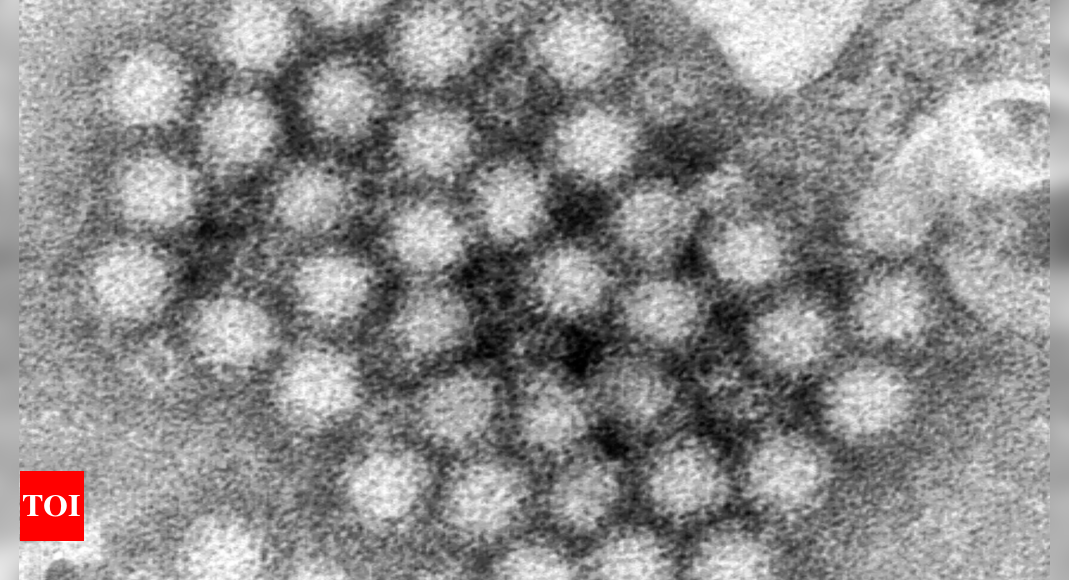 Norovirus cases surge in US: What you need to know about this stomach bug