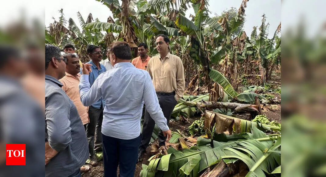 1,500 farmers hit by unseasonal rain on Friday in Dhule’s Shirpur ...