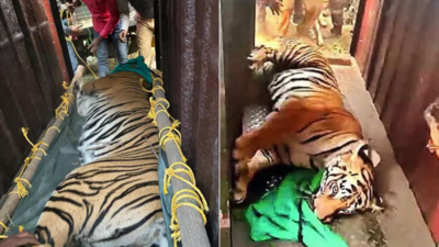 21 days on, wandering Odisha tigress sedated, captured in West Bengal village