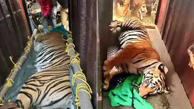 21 days on, wandering Odisha tigress Zeenat sedated & captured in Bengal