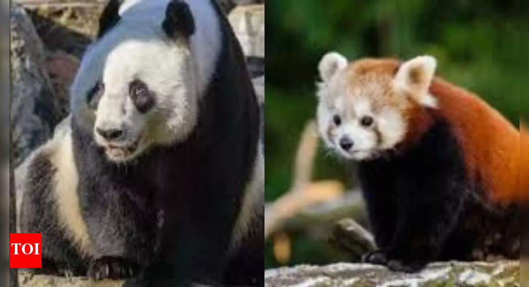 Red panda vs. giant panda: Discover the uniqueness between these two