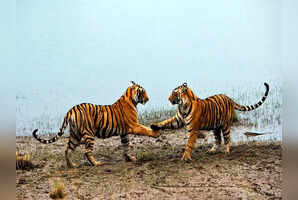 Into India&rsquo;s wild heart: A guide to Madhya Pradesh's 5 premier safari parks