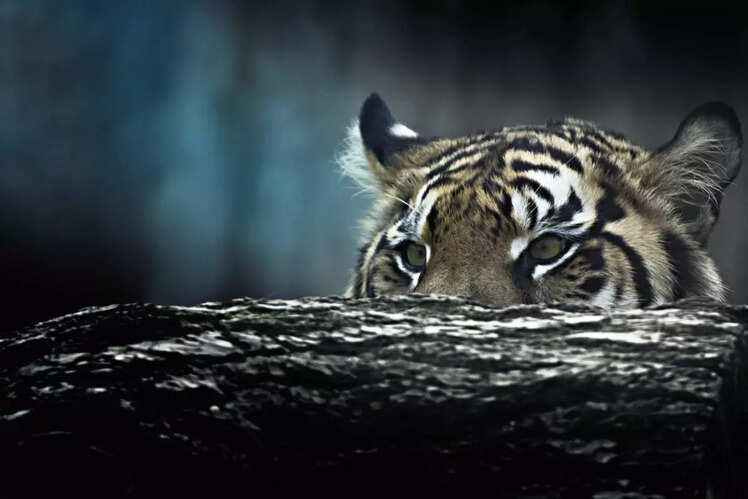 Bandhavgarh National Park