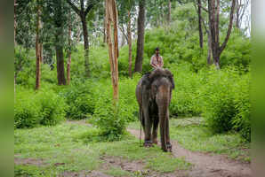 Exploring Wayanad&rsquo;s wild side: Dive into waterfalls, wildlife, and tea bliss