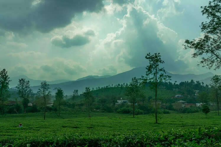 Tea plantations and scenic views