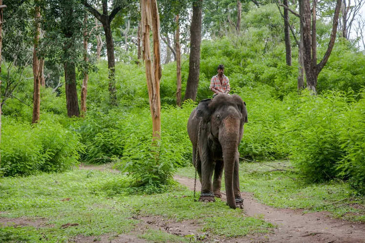 Wayanad Wildlife Sanctuary