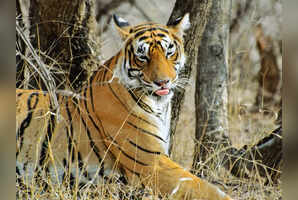 6 reasons why Dudhwa National Park is a hidden wildlife gem