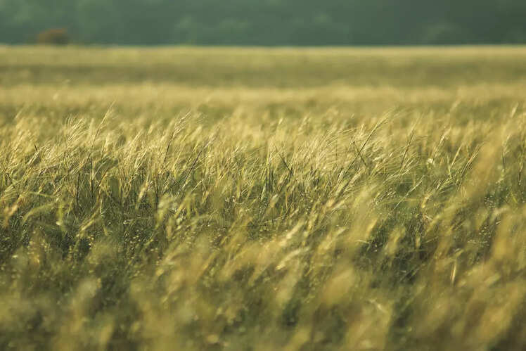 Mystique of the terai ecosystem