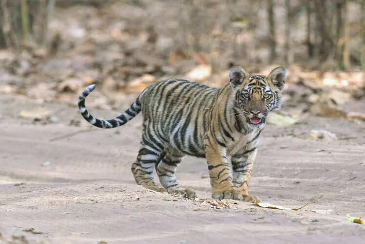 Sanctuary for tigers and leopards