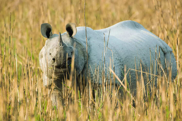 Reintroduction of one-horned rhinoceroses