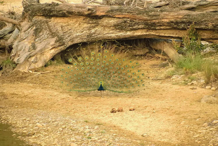 Rich biodiversity