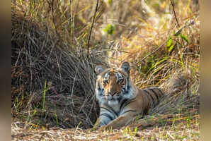 6 reasons why Rajaji National Park is such a big hit with wildlife enthusiasts
