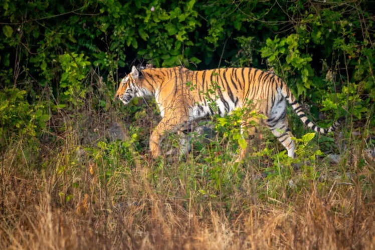 Thrilling jungle safaris