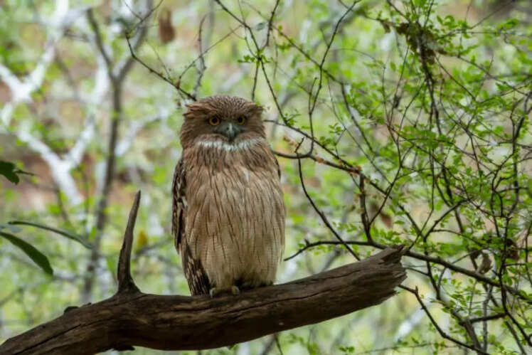 Birdwatcher&rsquo;s paradise