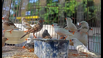 Pet lovers plump for exotic birds in city