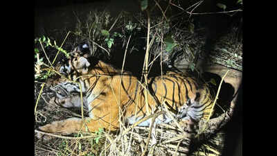 Five camera traps installed in Chandil forest to locate tiger ...