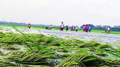 In 2025's first decision, Cabinet extends crop insurance cover