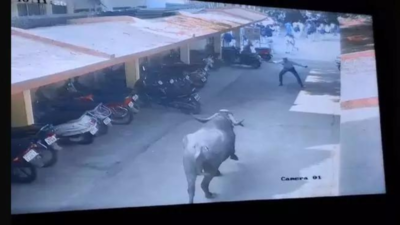 18, including 14 students injured as bull runs amok inside Maharashtra school