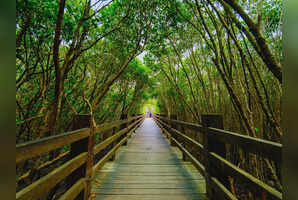 7 most famous mangrove tours from around the world