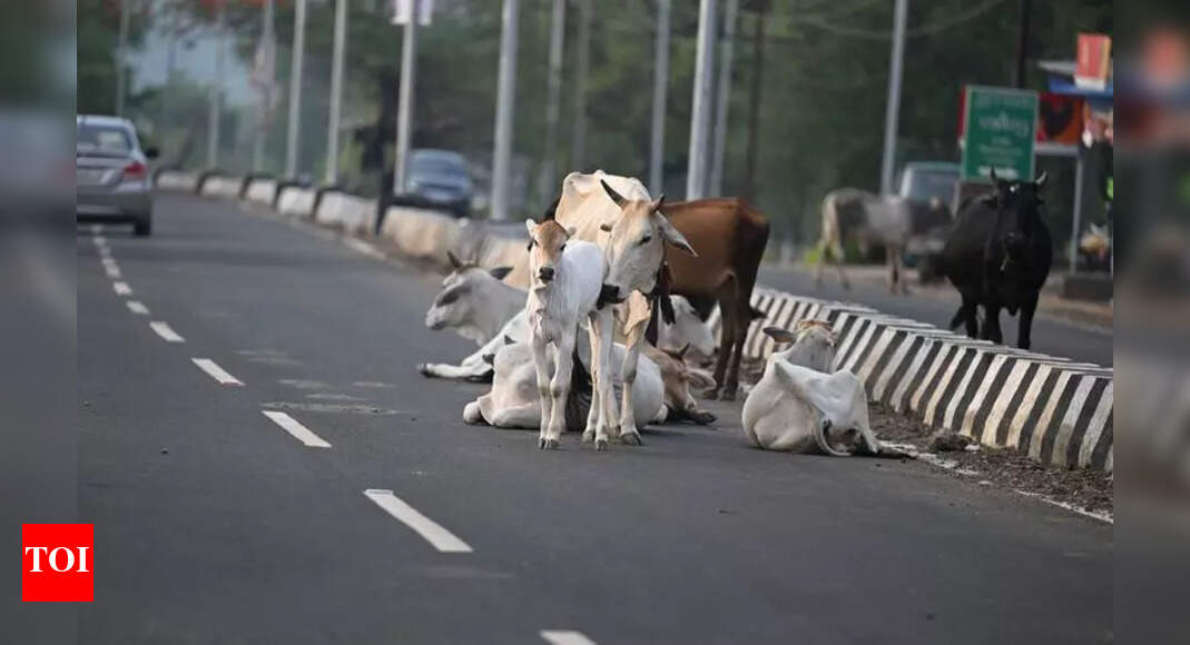 Free Dharamshala from stray cattle make it a role model: HP HC tells Free Dharamshala from stray cattle make it a role model: HP HC tells