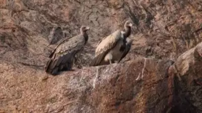 Centre bans Nimesulide for animal use after vultures die in experiment