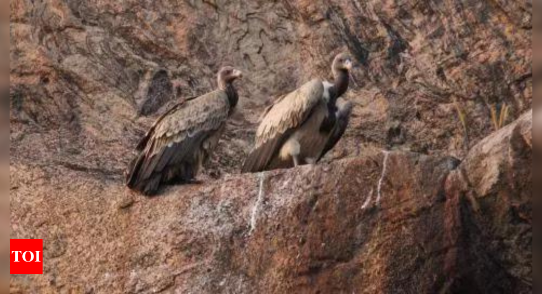 Govt bans Nimesulide on animals after vultures die in experiment