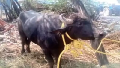 Who owns the buffalo, Andhra Pradesh or Karnataka? The police are here, give the answer