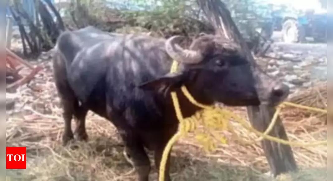 Who owns the buffalo, Andhra Pradesh or Karnataka? Cops come with answers