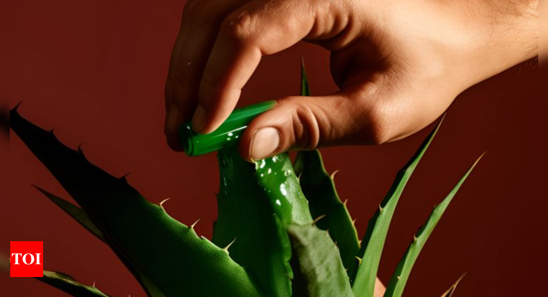 Raw aloe vera during winters is a safe choice?