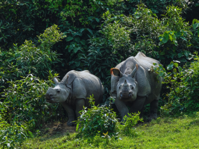 Kaziranga safari tips 101: How to make the most of your Kaziranga adventure