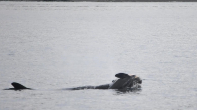 'Particularly devastating': Orca Tahlequah seen carrying dead calf for second time in US waters