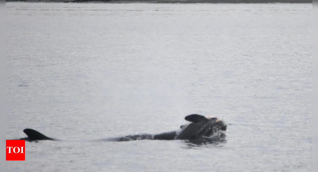 ‘Particularly devastating’: Orca Tahlequah seen carrying lifeless calf for second time in US waters – Times of India