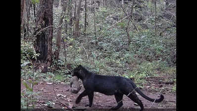 Watch: Rare melanistic leopard with cub spotted in Odisha's Nayagarh district