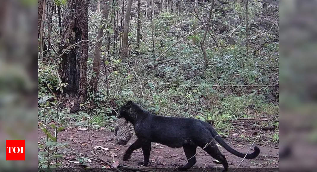 Watch: Rare melanistic leopard with cub spotted in Odisha's Nayagarh district