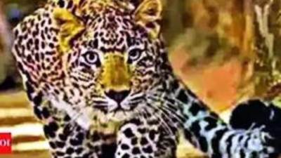 Struck by bike, leopard attacks rider, both die