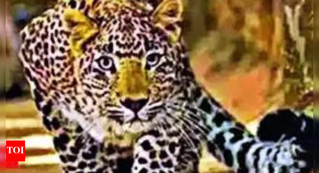 Struck by bike, leopard attacks rider, both die | India News - The ...