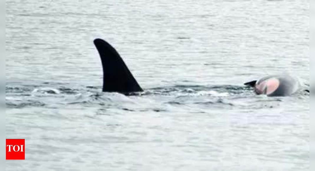 An orca that carried her dead calf for weeks in 2018 is doing so once again – Times of India