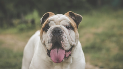 Paws, Pose, and Pageantry: Inside Drake University's Adorable 'Beautiful Bulldog Contest'